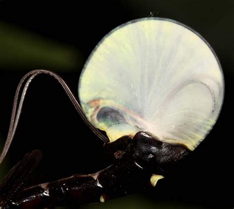 Giant Ichneumon Megarhyssa Atrata Bugguide Net