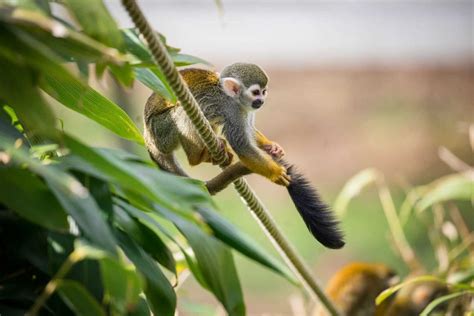 Squirrel Monkeys