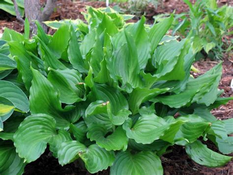 Сад Флоранс - Хосты - (Hosta)