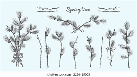 Pussy Willow Black Images Stock Photos Vectors Shutterstock