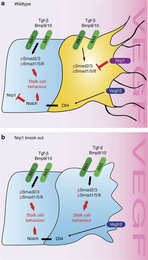 Working Model For Nrp Function In Tip Cell Formation A The Data