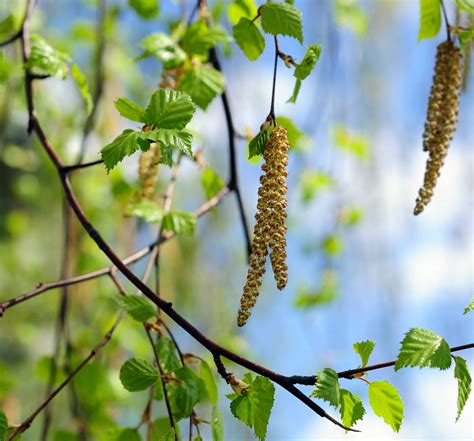 Atchoum Une Allergie Au Pollen De Bouleau En Savoir Plus Maintenant