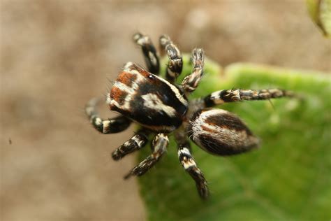 Plexippus Ignatius From Jfg Wm Dadadahalli Karnataka India