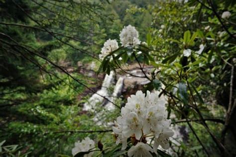 Monongahela National Forest - American Hiking Society