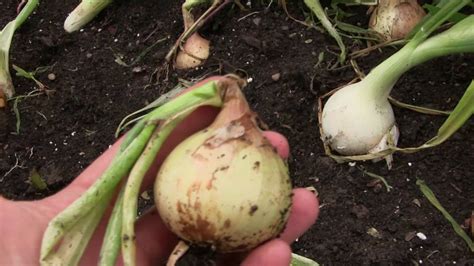 Harvesting Onions How To Tell When They Are Ready To Be Harvested