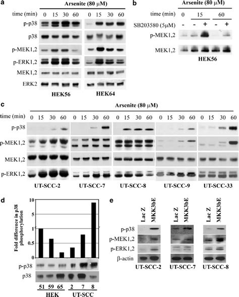 p38α and p38δ mitogen-activated protein kinase isoforms regulate ... 