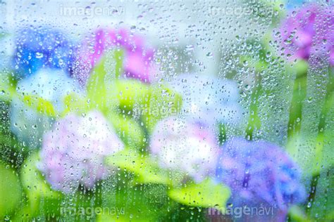 【ガラス窓越しに見た庭の紫陽花と雨】の画像素材10147896 写真素材ならイメージナビ