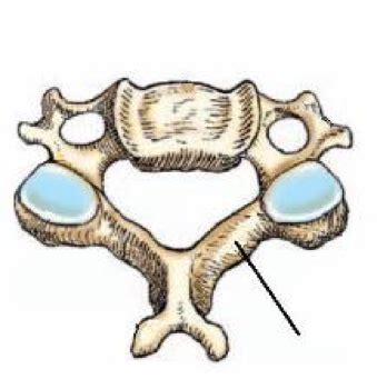 Chapter 9 Vertebral Column Flashcards Quizlet