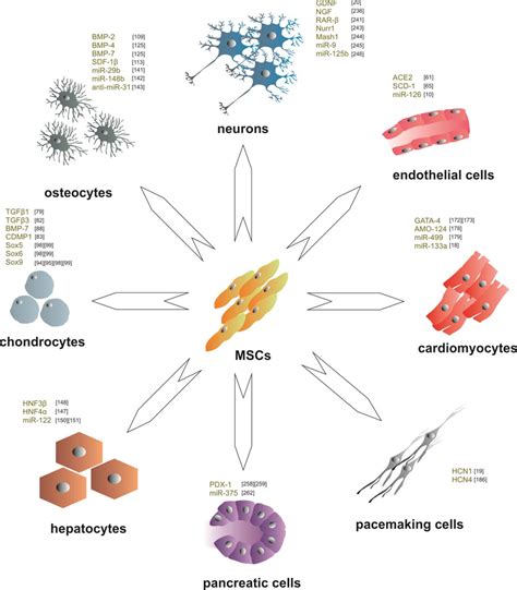 Differentiation Potential Of Engineered Mscs In Vitro Download Scientific Diagram