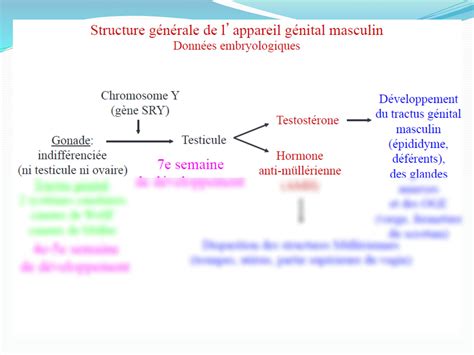 Solution Histologie Appareil Genital Masculin Studypool