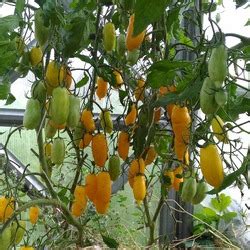 Томат Банановые ноги: описание сорта, ОТЗЫВЫ (99), фото | tomatland.ru