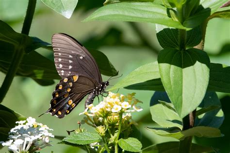 Spicebush Swallowtail Butterfly Lowell Mi Vaughn Morrison Flickr