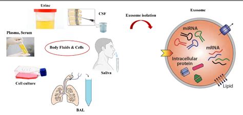 Figure 1 From The Emerging Role Of Exosomal Mirnas As Biomarkers For