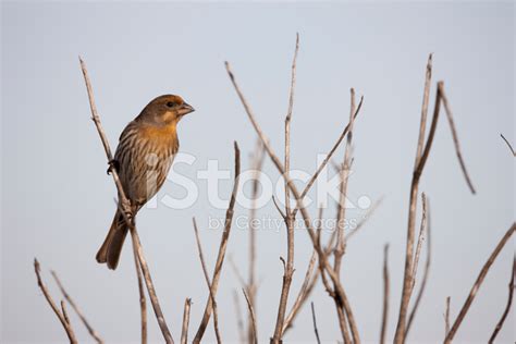 House Finch Stock Photo | Royalty-Free | FreeImages