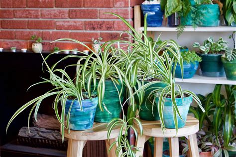 Episode 101 The Spider Plant Aka Chlorophytum Comosum — Jane Perrone