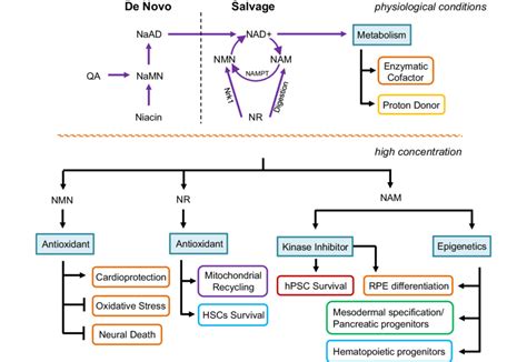 Vitamin B 3 Function In Metabolism And Signal Transduction Nad Is