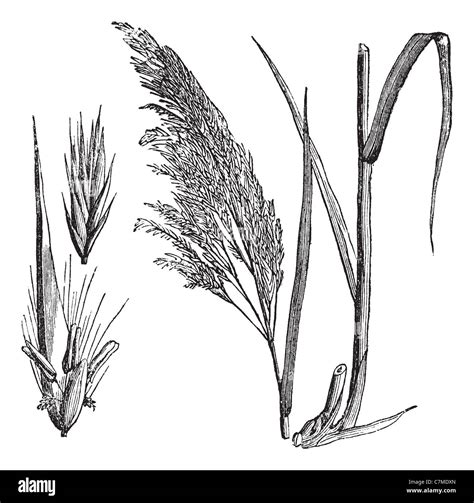 Botanical illustration of common reed Cut Out Stock Images & Pictures ...