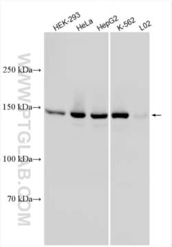 KIF15 Rabbit anti Human Polyclonal Proteintech Quantity 20 μL