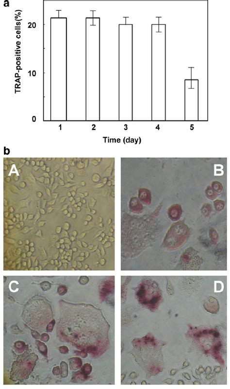 Lps Induced Osteoclastogenesis In Raw Cells Raw Cells Were