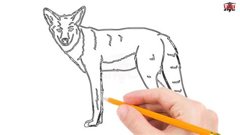 How To Draw A Coyote Step By Step Easy For Beginnerskids Simple