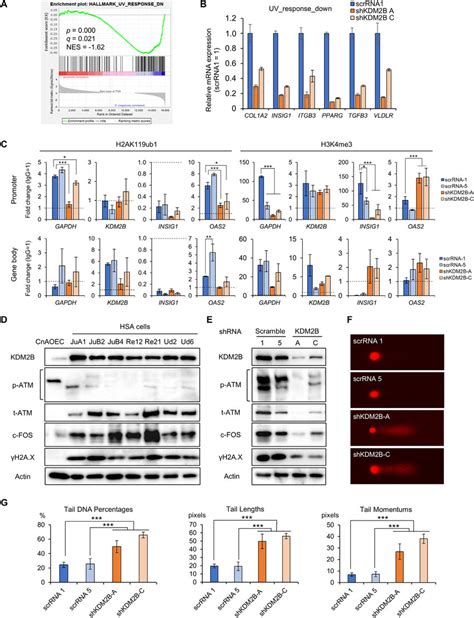 Kdm2b Positively Regulates Dna Repair Pathway A Gsea Enrichment Plot Download Scientific