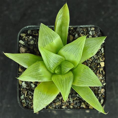 Haworthia Retusa Thick Leaf Clone India S 1 Online Garden Store