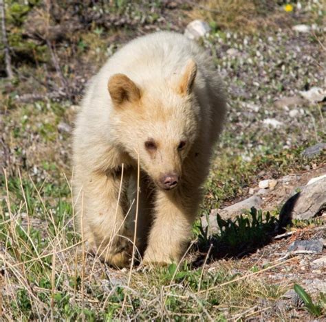 Rare White Bear Cub Spotted By Alberta Wildlife Photographers Cbc News