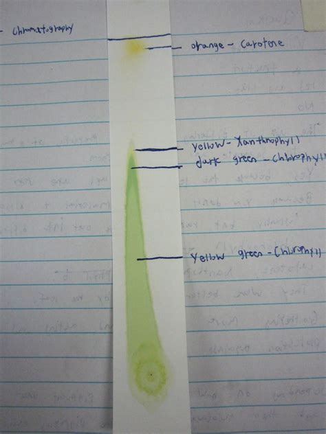 Science Stuff Paper Chromatography Teaching Middle School Science Paper Chromatography