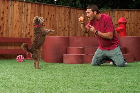 Dog Training - Brandon McMillan's Canine Minded