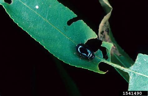 Imported Willow Leaf Beetle Plagiodera Versicolora On Willow Salix