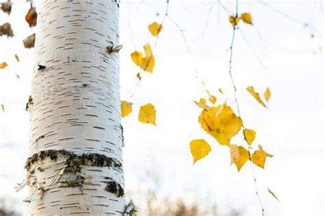 white birch tree trunk and blurred yellow leaves 10816839 Stock Photo at Vecteezy