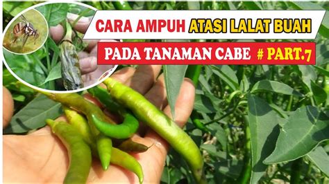 Cara Ampuh Atasi Lalat Buah Pada Tanaman Cabe Besar Dan Cmk Part