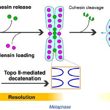 Cohesin release and sister chromatid resolution. The level of cohesin ...