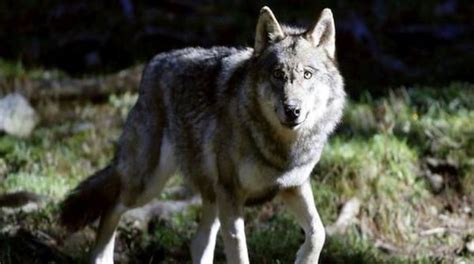 Le Retour Du Loup En Bretagne Fantasme Ou R Alit Vannes Bretagne