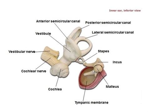 ENS 368: Ear Anatomy Flashcards | Quizlet