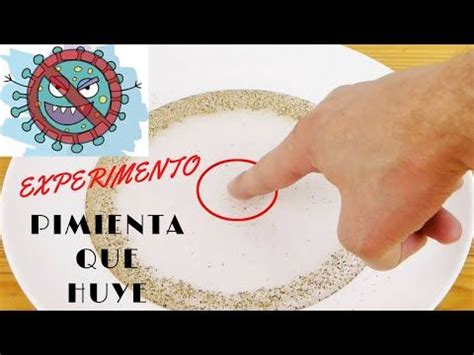 LA PIMIENTA QUE HUYE Experimentos para niños yomequedoencasa YouTube