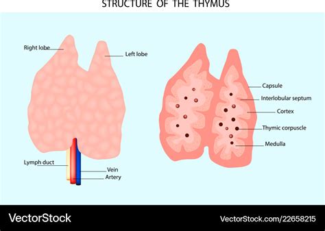 Anatomy Thymus Gland Royalty Free Vector Image