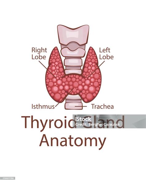 Thyroid Gland Anatomy Human Internal Organ Anatomical Illustration Science Medicine Biology