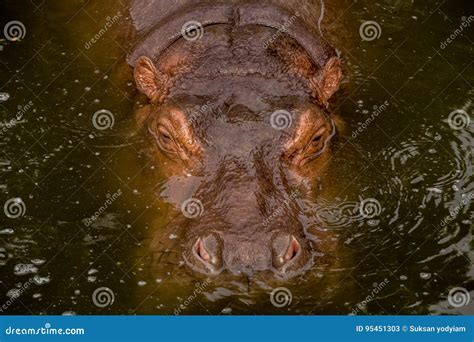 Hippopotamus Floating On The Water Stock Image Image Of Isolated