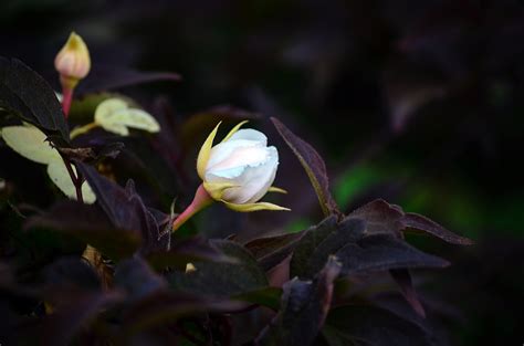 Wallpaper Sunlight Flowers Nature Plants Branch Green Blossom