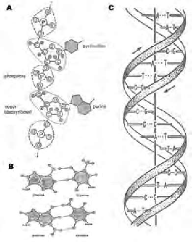 34 Struttura A Doppia Elica Della Molecola Del DNA Come Dedotta Da J