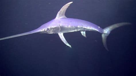 Are Swordfish Endangered? How The Population Has Evolved