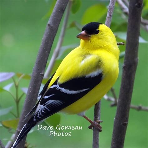 AMERICAN GOLDFINCH PHOTO Yellow and Black Summer Bird