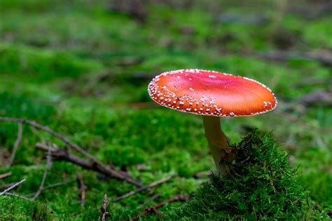 Toadstool Mushroom Poisonous Red Free Photo On Pixabay Pixabay