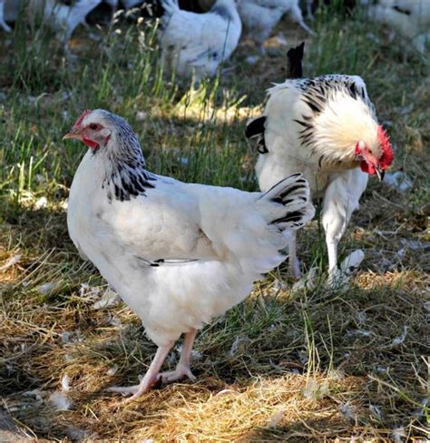 Le Poulet Du Bourbonnais A Enfin Gagn Son Aoc En