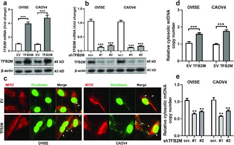 Tfb M Expression Is Positively Correlated With Cytosolic Mtdna Stress