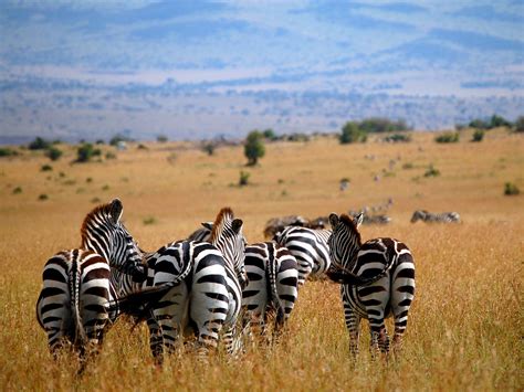 Masai Mara National Reserve » Trek Africa Expeditions