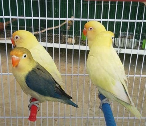 Love Birds Breeder Pair Albino Red Eye Parblue Split Ino Parrot