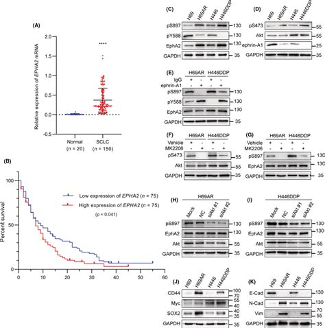 Ligand‐independent Phosphorylation Of Epha2 Is Related To Download