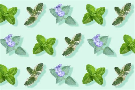 20 Popular Types of Mint to Grow at Home - Petal Republic